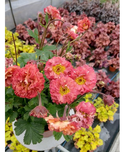 Kuklik 'Bohema Pink' – długokwitnąca bylina o różowych kwiatach