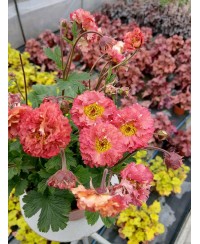 Kuklik 'Bohema Pink' – długokwitnąca bylina o różowych kwiatach