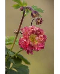 Kuklik 'Bohema Pink' – długokwitnąca bylina o różowych kwiatach