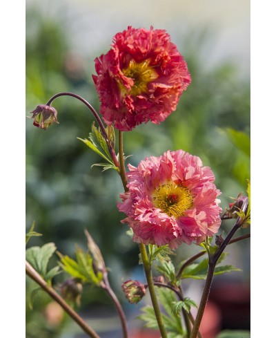 Kuklik 'Bohema Pink' Geum
