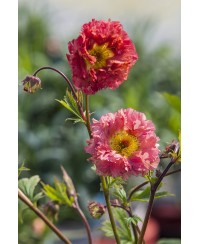 Kuklik 'Bohema Pink' Geum