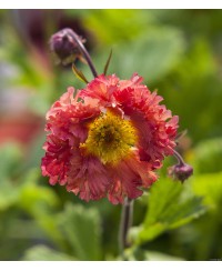 Kuklik 'Bohema Pink' – długokwitnąca bylina o różowych kwiatach