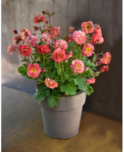 Kuklik 'Bohema Pink' Geum