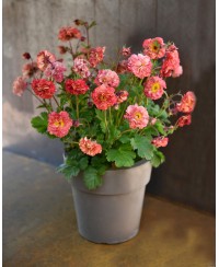 Kuklik 'Bohema Pink' Geum