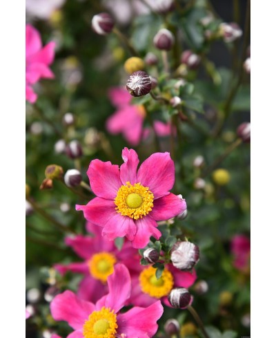 Zawilec Summer Breeze 'Vibrant Pink' Anemone