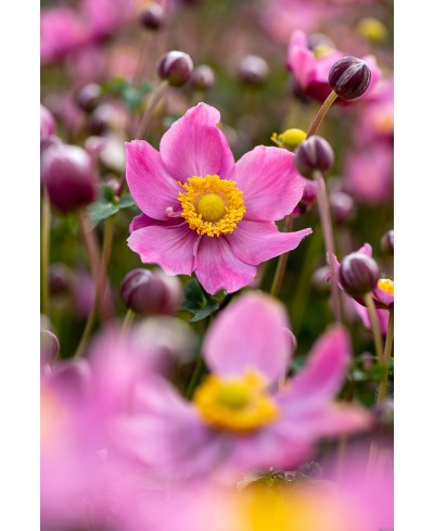 Zawilec Summer Breeze 'Vibrant Pink' – wyjątkowa anemone o intensywnych różowo-fioletowych