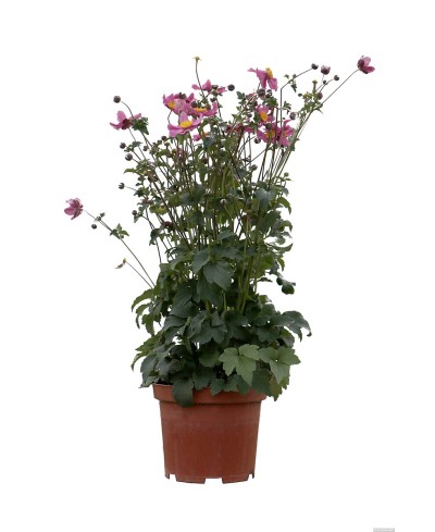 Zawilec Summer Breeze 'Vibrant Pink' – wyjątkowa anemone o intensywnych różowo-fioletowych