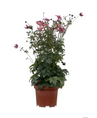 Zawilec Summer Breeze 'Vibrant Pink' – wyjątkowa anemone o intensywnych różowo-fioletowych