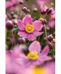 Zawilec Summer Breeze 'Vibrant Pink' – wyjątkowa anemone o intensywnych różowo-fioletowych