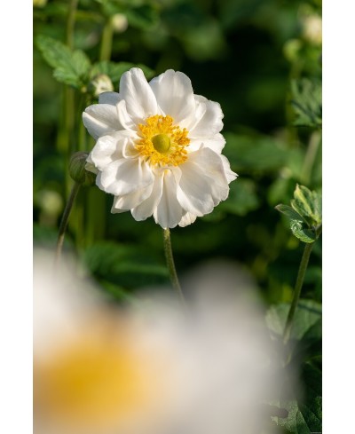 Anemone 'Whirlwind' Anemone