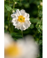 Anemone 'Whirlwind' Anemone