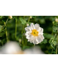 Anemone 'Whirlwind' – dynamiczna odmiana zawilca o unikalnym kwitnieniu