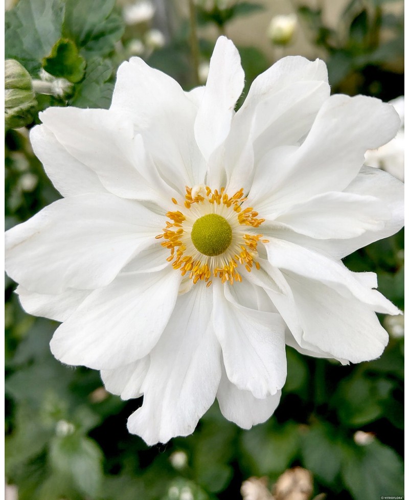 Anemone 'Whirlwind' Anemone