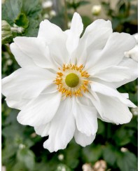 Anemone 'Whirlwind' Anemone