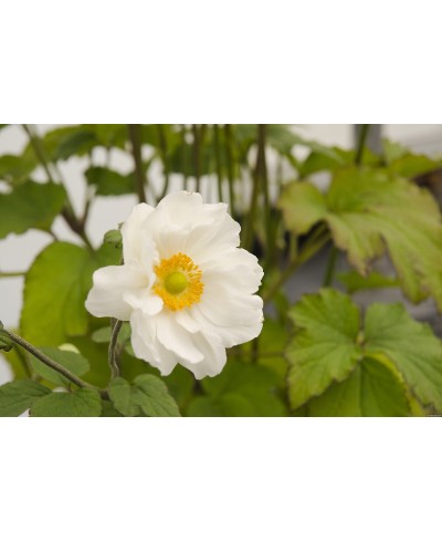 Anemone 'Whirlwind' – dynamiczna odmiana zawilca o unikalnym kwitnieniu