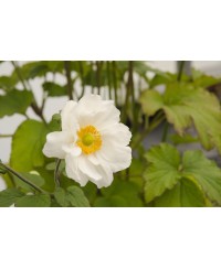 Anemone 'Whirlwind' – dynamiczna odmiana zawilca o unikalnym kwitnieniu