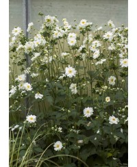 Anemone 'Whirlwind' – dynamiczna odmiana zawilca o unikalnym kwitnieniu