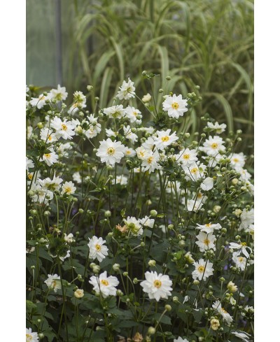 Anemone 'Whirlwind' Anemone