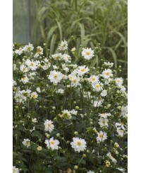 Anemone 'Whirlwind' Anemone