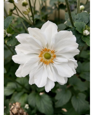 Anemone 'Whirlwind' Anemone