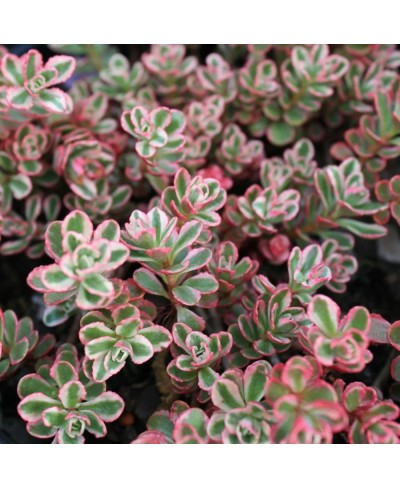Rozchodnik kaukaski 'Tricolor' Sedum spurium