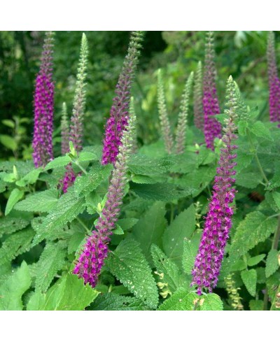 Ożanka hyrkańska Teucrium hircanicum