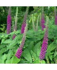 Ożanka hyrkańska Teucrium hircanicum