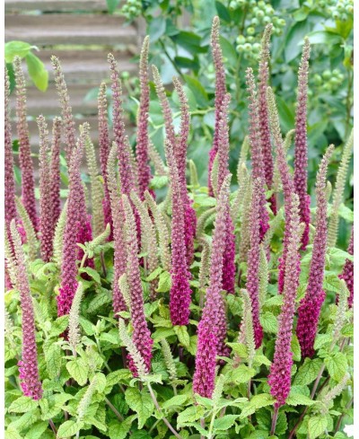 Ożanka hyrkańska Teucrium hircanicum
