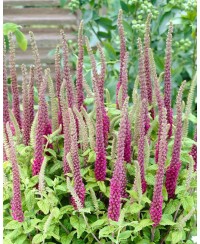 Ożanka hyrkańska Teucrium hircanicum