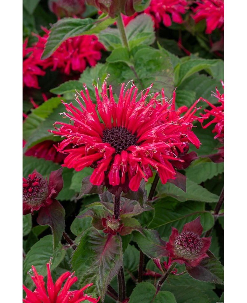 Pysznogłówka 'Bee - Happy' Monarda Hybrida