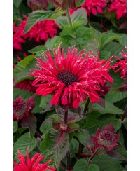 Pysznogłówka 'Bee - Happy' Monarda Hybrida