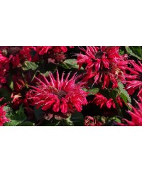 Pysznogłówka 'Bee - Happy' Monarda Hybrida