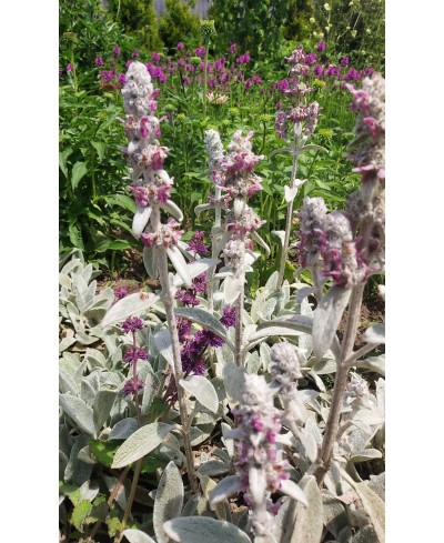 Czyściec wełnisty Stachys byzantina