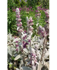 Czyściec wełnisty Stachys byzantina
