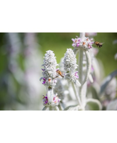 Czyściec wełnisty Stachys byzantina