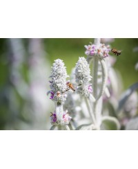 Czyściec wełnisty Stachys byzantina