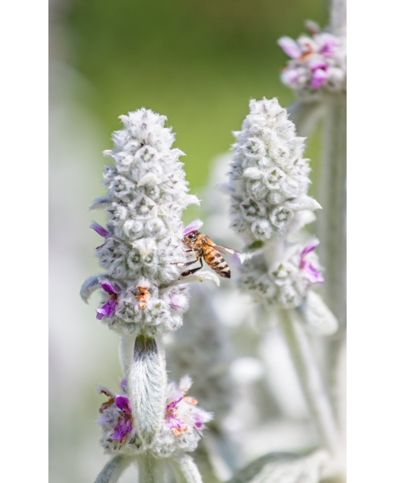 Czyściec wełnisty (Stachys byzantina)