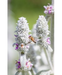 Czyściec wełnisty (Stachys byzantina)