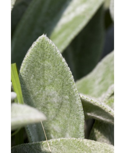 Czyściec wełnisty Stachys byzantina