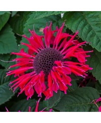 Pysznogłówka 'Bee - Happy' Monarda Hybrida
