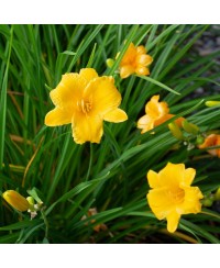 Liliowiec 'Stella de Oro' Hemerocallis