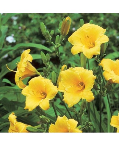 Liliowiec 'Stella de Oro' Hemerocallis