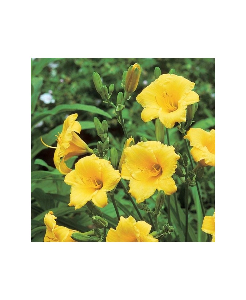 Liliowiec 'Stella de Oro' Hemerocallis