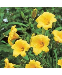 Liliowiec 'Stella de Oro' Hemerocallis