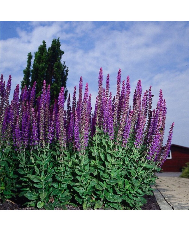 Szałwia omszona 'Ostfriesland' Salvia nemorosa