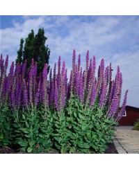 Szałwia omszona 'Ostfriesland' Salvia nemorosa