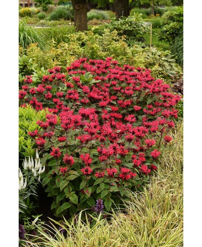 Pysznogłówka 'Bee - Happy' Monarda Hybrida