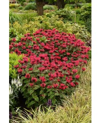 Pysznogłówka 'Bee - Happy' Monarda Hybrida