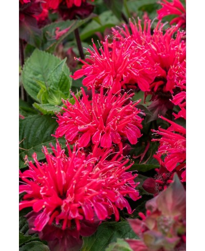 Pysznogłówka 'Bee - Happy' Monarda Hybrida