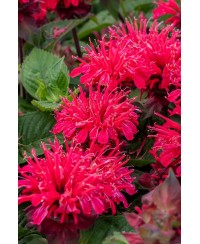 Pysznogłówka 'Bee - Happy' Monarda Hybrida